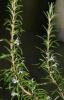 Rosemary Rosmarinus officinalis